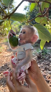 #jonnymonkeycute #monkeyreels #monkeyseemonkeydo #monkeysofinstagram #skateboarder #cutemonkeyreel #BestPhotographyChallenge #cutemonkey #jonnymonkey #Monkeyreels #cutereels #monkeyfun #beginner #funtimes #bestphotochallenge #bestphotographychallengeio #picturechallenge #photo #challenge #photoeditingchallenge #challengechallengetodayaaa #smartmonkey #challengechallengetodayaaatodaystodaytoday #challengechallengetodayaaatodaystoday | Jonny Monkey