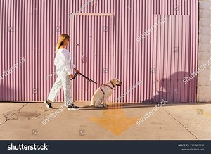 Woman Walking Labrador Retriever Dog Front Stock Photo 2207987733 | Shutterstock