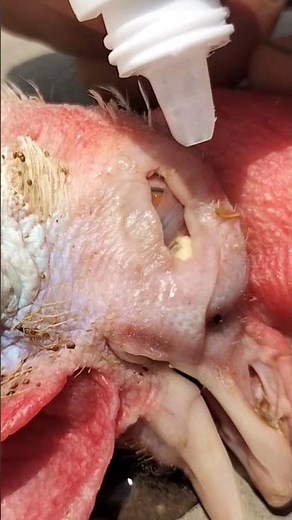 Chicken Eye Problems | Poultry Eyes Disorders | Prevention and Treatment | Dr. ARSHAD Vet