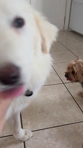 Sputnik the pomsky is still not quite sure about human contact. He’s gotten so much better! Sometimes he stops and lets me pick him up and he will sit in my lap, he seems to be wanting to engage more and more when the other dogs are getting attention from us. he doesn’t seem so bug eyed all the time lol, so a little bit at a time and he’s doing much better. He is going to need a very patient owner that realizes he needs time to trust, and that if he ever gets out of front door he’s gone! He defi