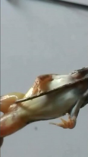 cara pasang umpan katak asli anti sangkut