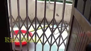 Spiderman Flying Bot gives you a hand sensor functionality with remote control beautiful product for your child!!!! Happy Toying. Promotional Price : Rs.650 Call us at : 0334-4242272 For order Placing : http://bit.ly/2cFuKp5 | Toys42