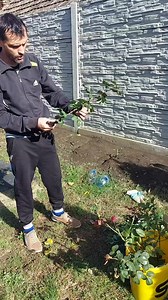 Cum pregătim butasii de trandafiri pentru inmultire Butasii ii tăiem din lastari sănătoși care au avut floare anul în curs #inmultire #trandafiri #flori #plante #gradina #gradinar #grădinărit #reels #toamna Grădinărim împreună | Grădinărim împreună