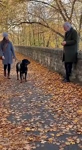 16K views · 333 reactions | Dog Recognizes Older Man in Autumn Park ❤️ | Paws And Tales | Facebook