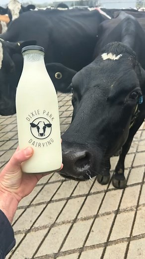 JOIN US 🤙🏻 With a busy 6 months ahead of us, we’re looking for an additional team member! Only 1 position is available. - $32/hr plus overtime and super - accomodation available for $100/week - modern plant and equipment - broard range of jobs. Milking to tractor driving to calf rearing You must have your own car and be able to commit for at least 6 months. Previous dairy or large scale farm experience desirable! Keen? Email us at dixieparkdairy@gmail.com | Dixie Park Dairying