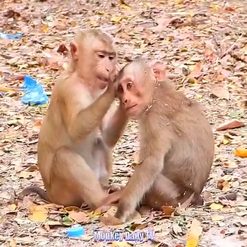 200K views · 3.1K reactions | Super Crying Shaking Body On The Ground New Abandoned Baby Monkey No Reason So Spoiled | Monkey Daily TV | Facebook