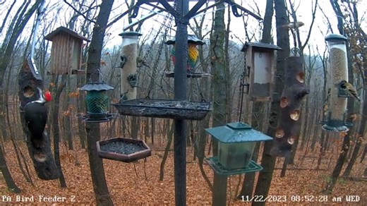 We have some great news! The pileated woodpeckers are back to feeding on the log feeder on PA Bird Feeder 2. Come watch PA Bird Feeder 2 live here: https://pixcams.com/pa-bird-feeder-2/ #birds #livebirds #birdfeeder #pixcams | PixCams