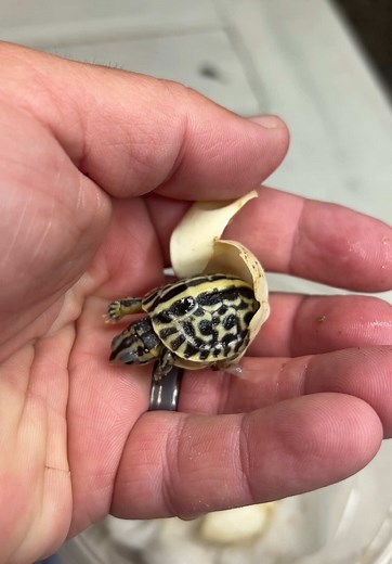 Baby Box Turtle Hatches in Hand: Nature's Wonder
