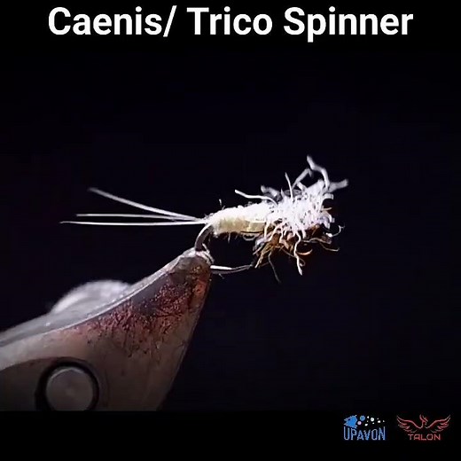 Fly tying - Poly winged Caenis / Trico spinner fly pattern #flyfishing #flytying