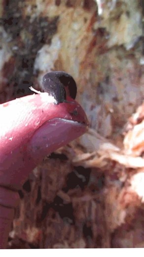 The velvet worm: soft body, wild superpower 🪱⚡ Don’t be fooled by its squishy looks — when it hunts, it spits sticky slime threads that instantly glue insects in place. Once its prey is trapped, the velvet worm strolls over and starts its feast. A creature straight out of science fiction… but very real. #VelvetWorm #wildlifereels #AnimalFacts #StrangeAnimals #naturelovers #worms 🎥 wikimedia commons/Chris Vynbos | Discvr Blog