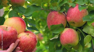 Harvest Fuji apple variety in the apple orchard.