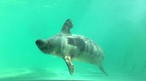 Who else is watching Blue Planet Two and has spotted some gorgeous seals?! #blueplanet #blueplanet2 | Cornish Seal Sanctuary