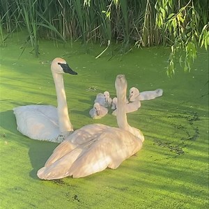 🚨 Cuteness Overload 🚨We love watching the Trumpeter Swans 🦢 cygnets grow!!! They love eating the duck weed which is good pet of their diet while they are growing! #swan #toocute #hemkerparkandzoo #hemkerzoo #freeportmn #centralmn #minnesota #alwayssomethingnew #gowildinfreeportmn #bestofcentralminnesota | Hemker Park & Zoo