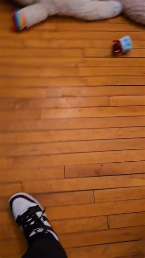 Appie | 5 years | Female | Bichon Frise/Yorkie Mix I am the happiest little girl just looking for my forever home 💗 To read my full bio and apply, visit www.woofgangrescue.com | Woof Gang Rescue