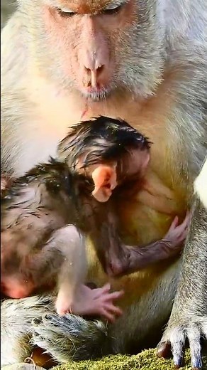 Beautiful Newborn Baby Monkey Very Adorable