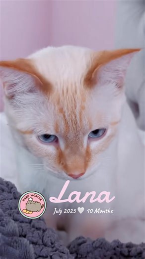 the year is flying by! my michi diva queen LANA girl 💖 | Ms Krazie