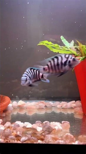 Breeding pair of convicts