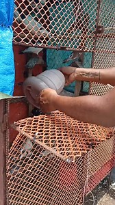 Today Visit High flyer & Roller Pigeons at Palma Racing Pigeon Loft | Sami Loft & FarmHouse