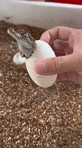 Helping a baby crocodile hatch from its egg 🐊🥚 #WildlifeBirth #BabyCrocodile #NatureMiracle #LifeBegins #AnimalCare | Bolivia Gastronomica Sucre