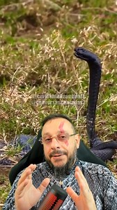 Naja nigricollis, naja cuspideira #animais #faunasilvestre #meioambiente #natureza #flagranteanimal #comportamentoanimal #etologia #bio #biologia #biologo #biologa #biologicas #ciência #animal #zoo #zoologia #ecologia #bichos #bicho #vocesabia #curiosidades #biologohenrique O canal é apresentado pelo Biólogo Henrique para a divulgação científica, visando traduzir a linguagem científica para que qualquer pessoa possa entender os avanços da ciência, principalmente sobre as ciências biológicas. No 