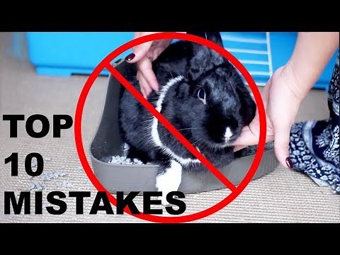 TOP 10 MISTAKES RABBIT OWNERS MAKE