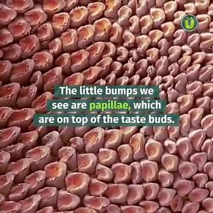 5.9K views · 112 reactions | Fascinating Facts about Human Body | True Wisdom | Facebook