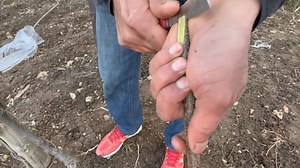 12K views · 178 reactions | Kiwi grafting Kiwi fruit ka potential jammu kashmir ma bhoot ha ya ka yong farmers ko is fruit pa kam karna chaye | Chenab Valley Farming | Facebook