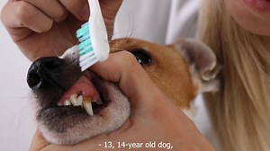 Dental Care For An Adult Dog-Like regular grooming or the daily jaunt...