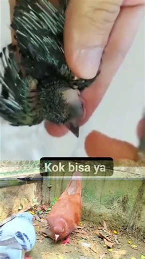 Satisfying Botfly Removal from Bird 🐦 | Clean Extraction by Doctor