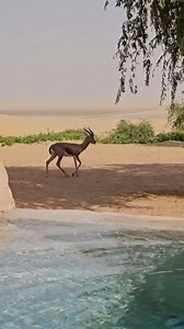 Relax, unwind, and experience the beauty of the desert @TelalResortAlAi! A getaway like no other 🌿✨️ To book your stay, click the link in the bio 👆 Or contact us at info@telalresort.ae #DesertEscape #WinterEscape #LuxuryResort | Telal Resort Al Ain