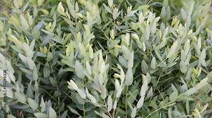 The leaves and stems of a Dogbane (Apocynum sp.) plant blow violently back and forth in a strong wind. Stock Video