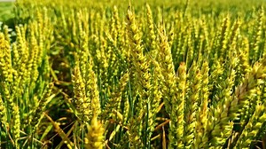Rack Focus Shot Golden Wheat Field Stock Footage Video (100% Royalty-free) 3851073879 | Shutterstock
