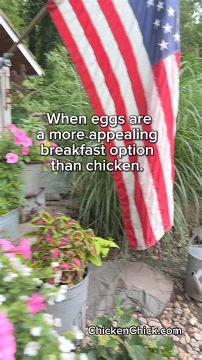 40K views · 329 reactions | When chickens tell you there’s a predator nearby, believe them. Best practices for predator-proofing backyard chickens on my website at this link! — > https://bit.ly/2PBKk3Q劣劣劣#backyardchickens #petchickens #chickens #chickenkeeping #chickenyard | The Chicken Chick | Facebook