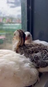12K views · 2.2K reactions | Our Guinea fowl chicks growing fast and will be joining Guinevere in a few months. #guineafowl #chicks | Caenhill Countryside Centre | Facebook