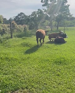 53K views · 5.6K reactions | Fern makes a move - Bri got it done | Shirtless Jake's Homestead | Facebook