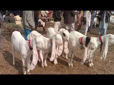 Tando Adam Mandi updates