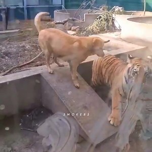 824K views · 10K reactions | • This dog is absolutely drunk  | Smokers | Facebook