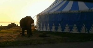 La circ se folosesc in continuare animale! Imagini revoltatoare cu un elefant chinuit in arena, sub ochii telespectatorilor