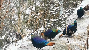 75K views · 1.5K reactions | Himalayan Monals (棕尾虹雉,Lophophorus...