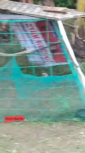 Natapos walisan at dakutin bago gumabi kahit naambon... #alvinmartin | Alvin Martin