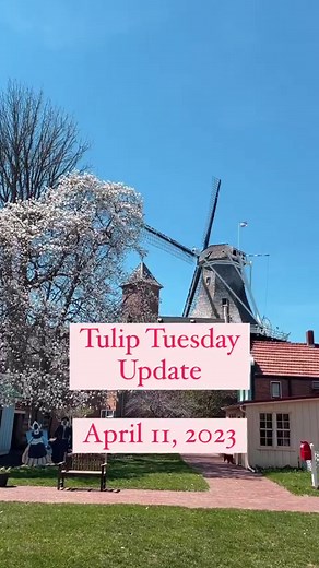Finally… Blooms! Color is peaking out, and soon, Pella will be bursting with beautiful tulips!🌷 🔸🔸🔸 #pellaiowa #visitpella #iowa #thisisiowa #visit #history #museum #historymuseum #museumlife #downtownpella #midwest #midwestisbest #iowalife #pellainspired #midwestliving #travel #travelguide #midwesttravel #roadtrip #pellatuliptime #tulips #dutch #dutchheritage #dutchhistory #historicpella #historicdowntownpella #tuliptime #spring #gretavanfleet | Pella Historical Museums and Tulip Time