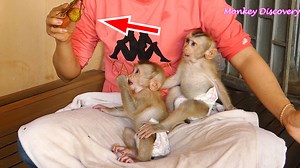 61K views · 10K reactions | Mom Very Angry Warning Baby Lion & Sono Don't Listen To Her | Monkey Kid | Facebook