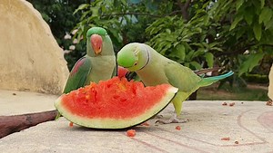 Parrots Eating Watermelon 🍉 😋 | Parrot Paradise