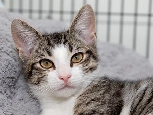 Free Pet Adoptions This Saturday: Clear The Shelters