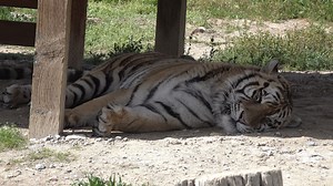 Capone relaxing under his platform after his morning meal | Safe Haven Wildlife Sanctuary