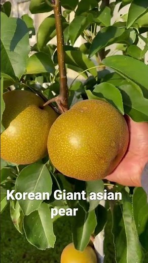 Korean Giant Asian pear
