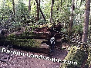 Växter: Eucalyptus träd, Eucalyptus regnans - växter, vård & skärning | 2025