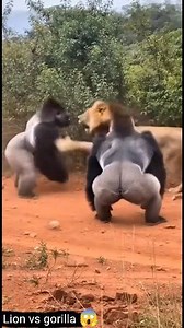 6.2M views · 16K reactions | 女轢轢 WHEN THE KING FACED THE GIANTS 轢轢女...