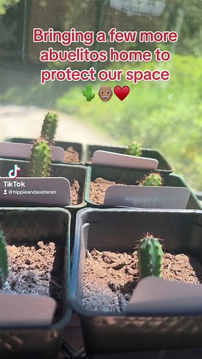 3.2K views · 56 reactions | Huachuma also known as San Pedro,...