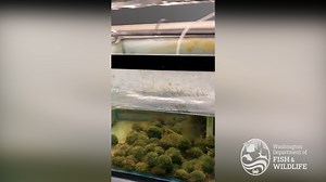 On Monday, Aug. 5, the Washington Department of Fish and Wildlife received notification from a local wholesale aquarium company in Renton of possible invasive freshwater mussels on a shipment of Marimo moss balls. Moss balls are a commonly used decorative algae in aquariums and water gardens. Lab testing confirmed the mussels were zebra mussels, a prohibited aquatic invasive species in Washington that, if established in local waters, would be capable of causing significant infrastructure and env